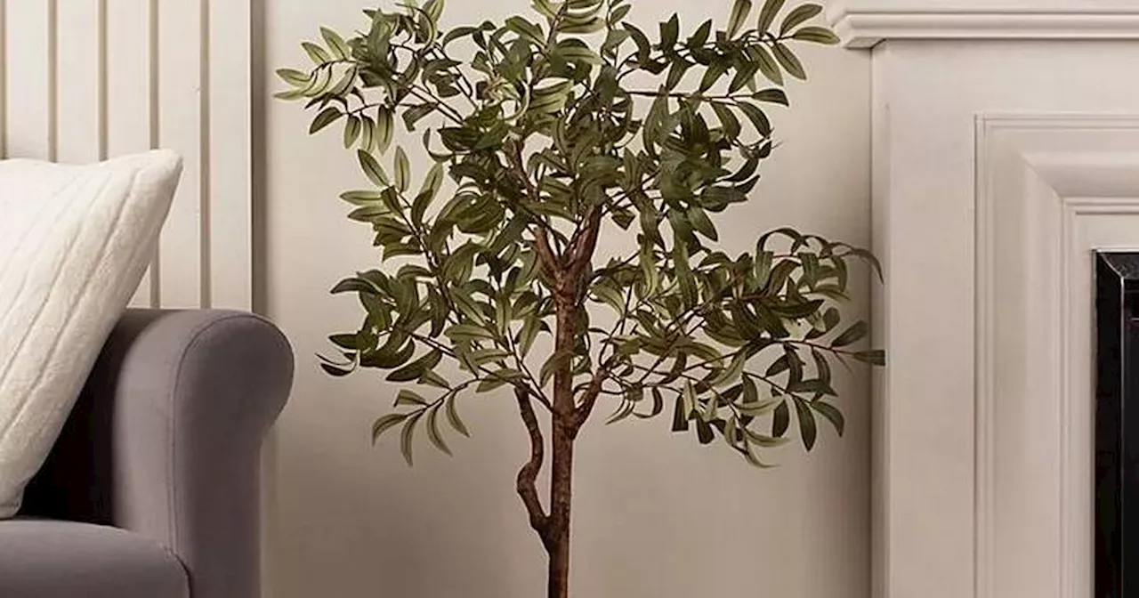 Asda shoppers snap up £60 olive tree that costs £100 at Dunelm