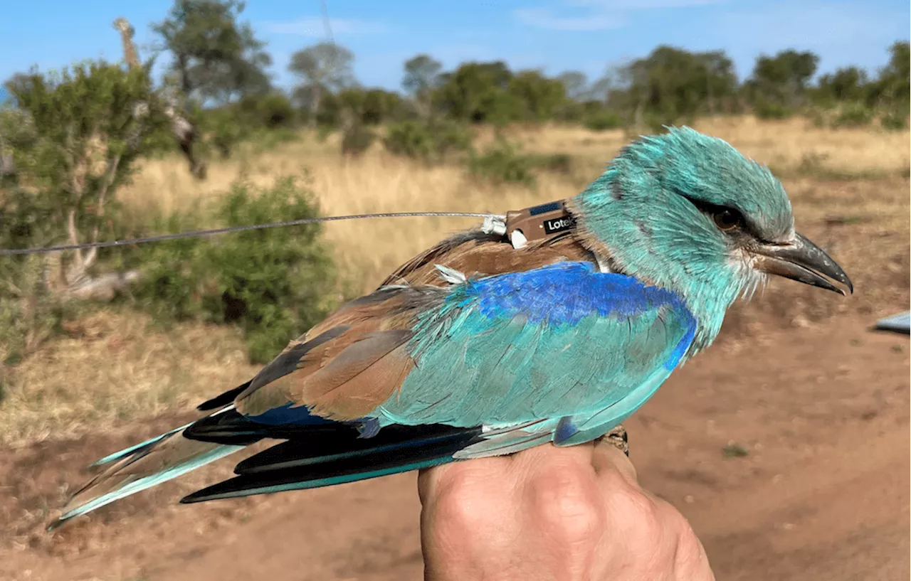 Hera the European roller’s epic migration uncovers new flight paths for bird conservation