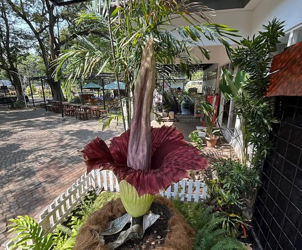 Bunga Bangkai Amorphophallus Titanum Mekar Pertama Kali di Kebun Raya Purwodadi