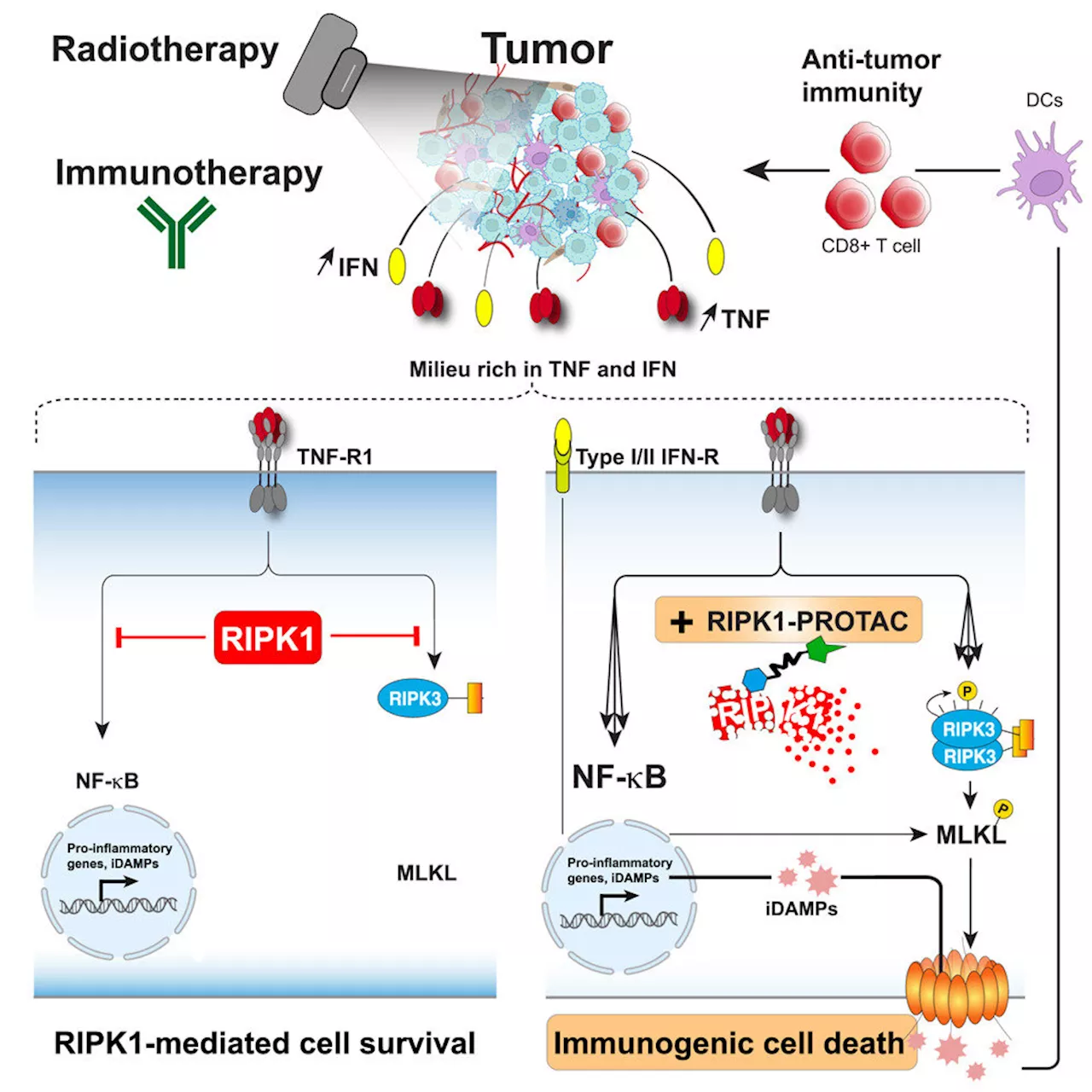 New way to kill cancer cells could lead to longer lasting protection for people with breast cancer