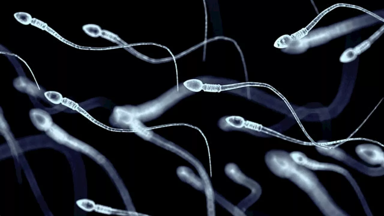 Sperm Appear to Have a Nonreproductive Function