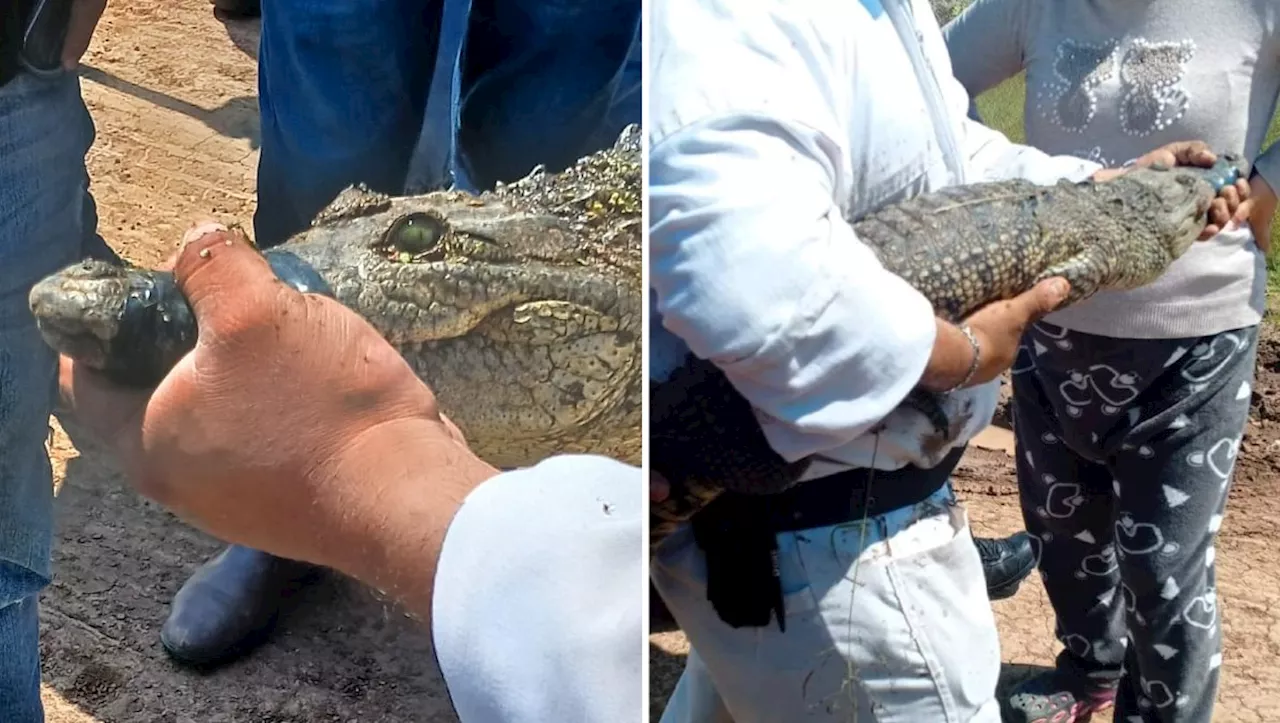 Capturan cocodrilo deambulando en Santiago Tulantepec, Hidalgo