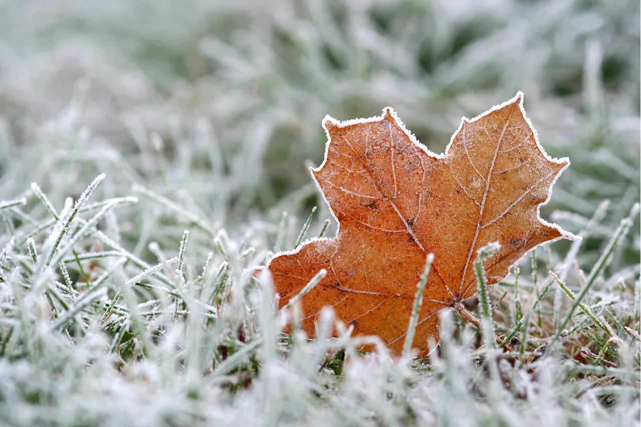 Freeze watch issued in parts of Chicago area, low temps could plunge into 20s