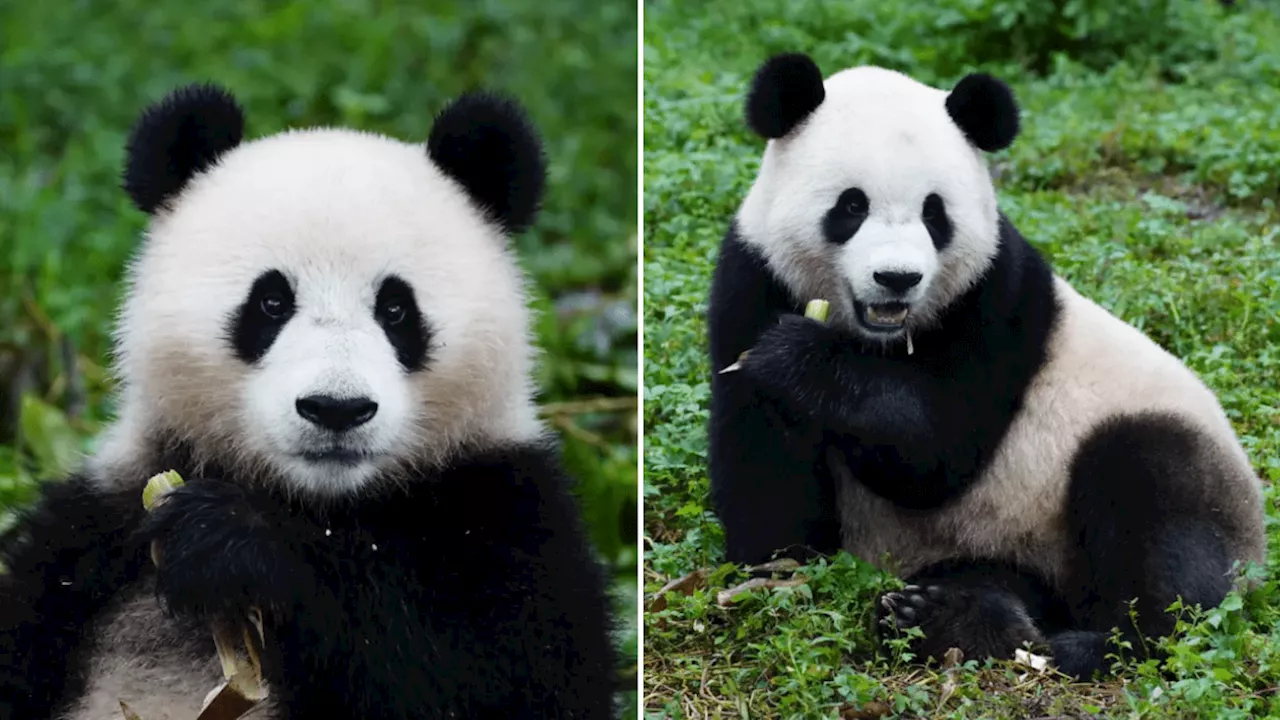 Giant pandas are returning to Smithsonian National Zoo in DC