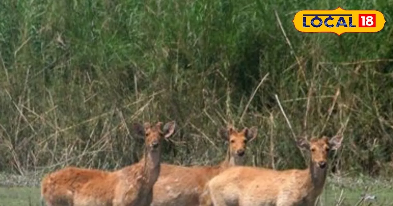 Dudhwa National Park : 15 नवंबर से खुलेगा यूपी का सबसे बड़ा नेशनल पार्क, करें एक सींग वाला गैंडे का दीदार