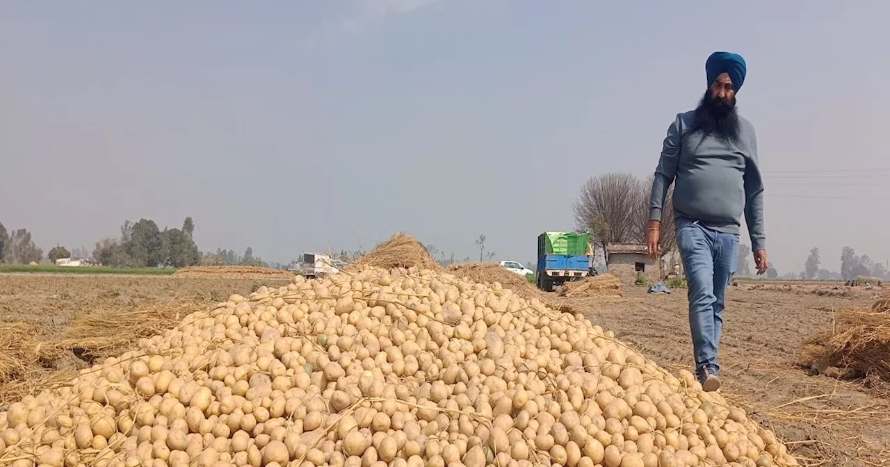 Potato Farming : इस विधि से करें आलू की सिंचाई, बचेगा पानी...रोगों से भी होगा बचाव!