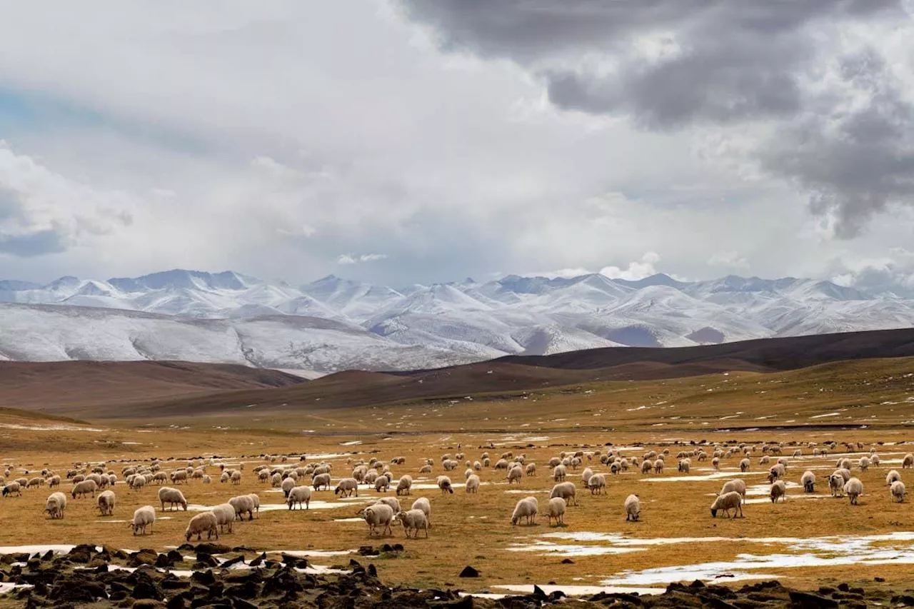 Asymmetric Warming Speeds Up Microbial Activity in Tibetan Plateau Soils