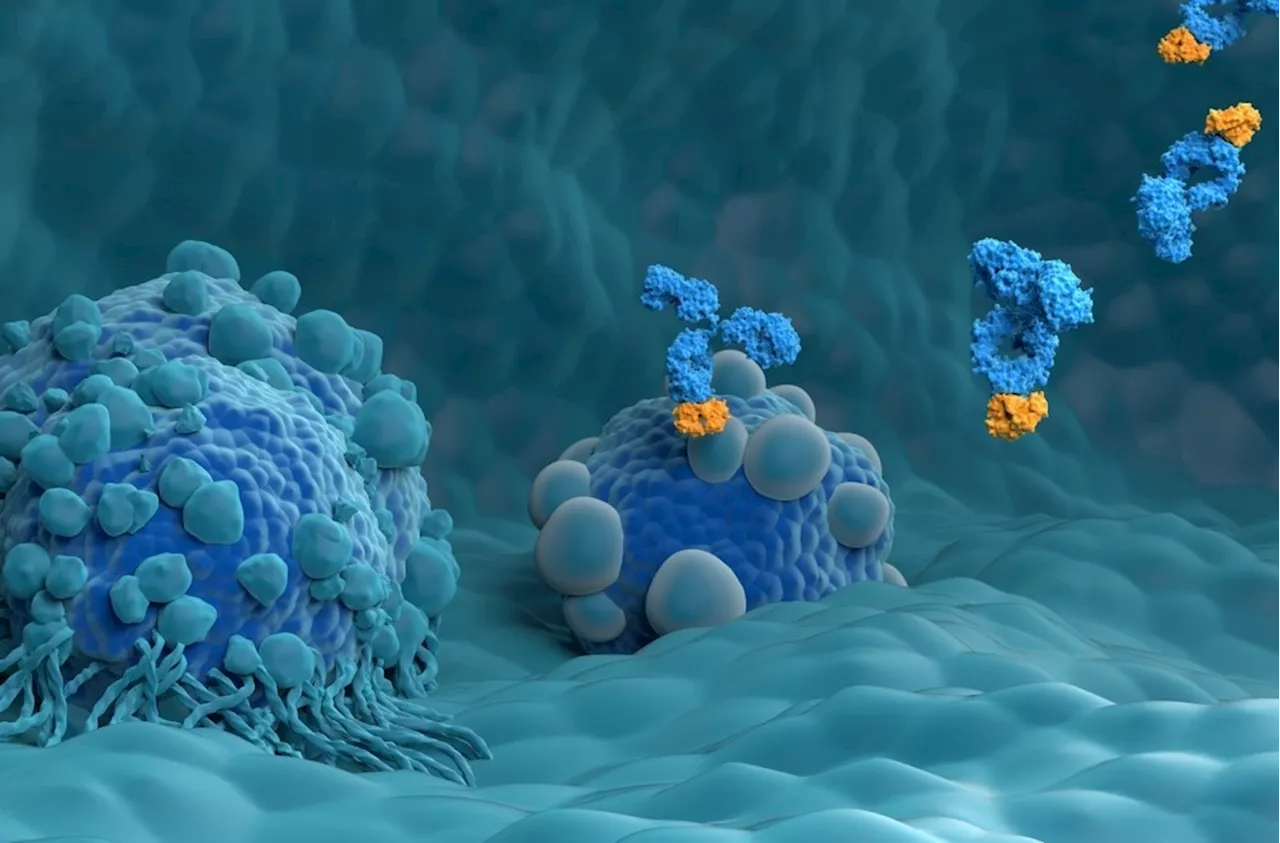 The rapid characterization of a monoclonal antibody