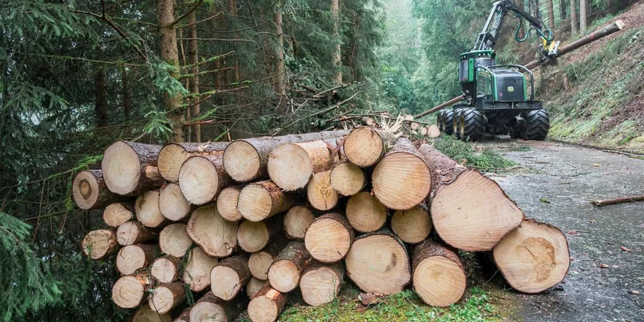 Staatsforsten: Aufwand f&uuml;r gesunden Wald wird gr&ouml;&szlig;er