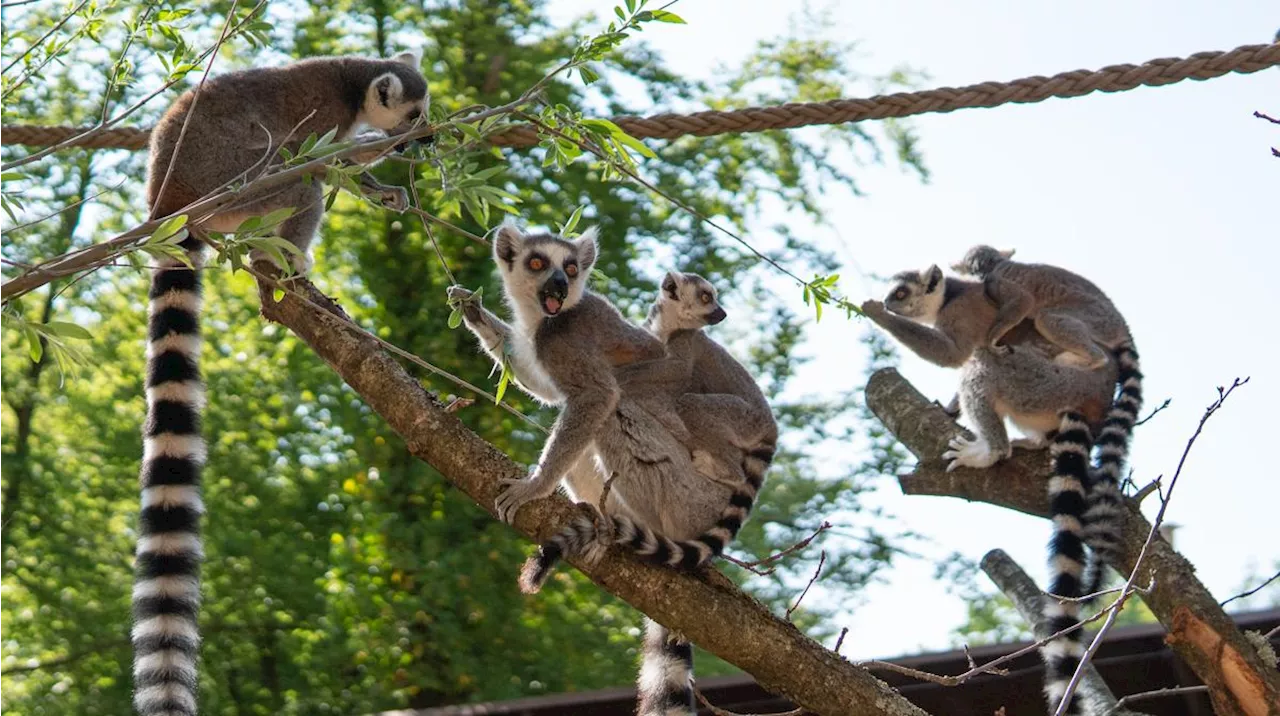 Lemur på springtur fra Aalborg Zoo