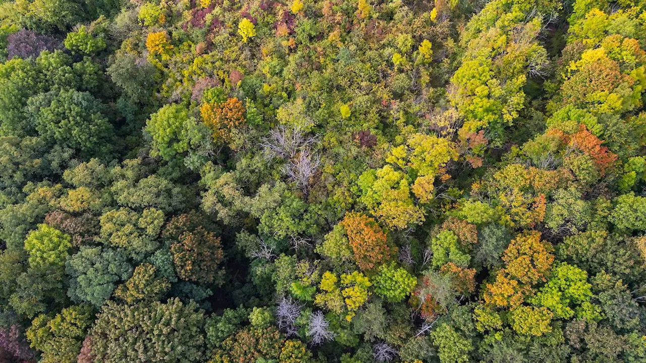 Berlin & Brandenburg: Inventur bei Bäumen - Wildverbiss bremst Waldumbau