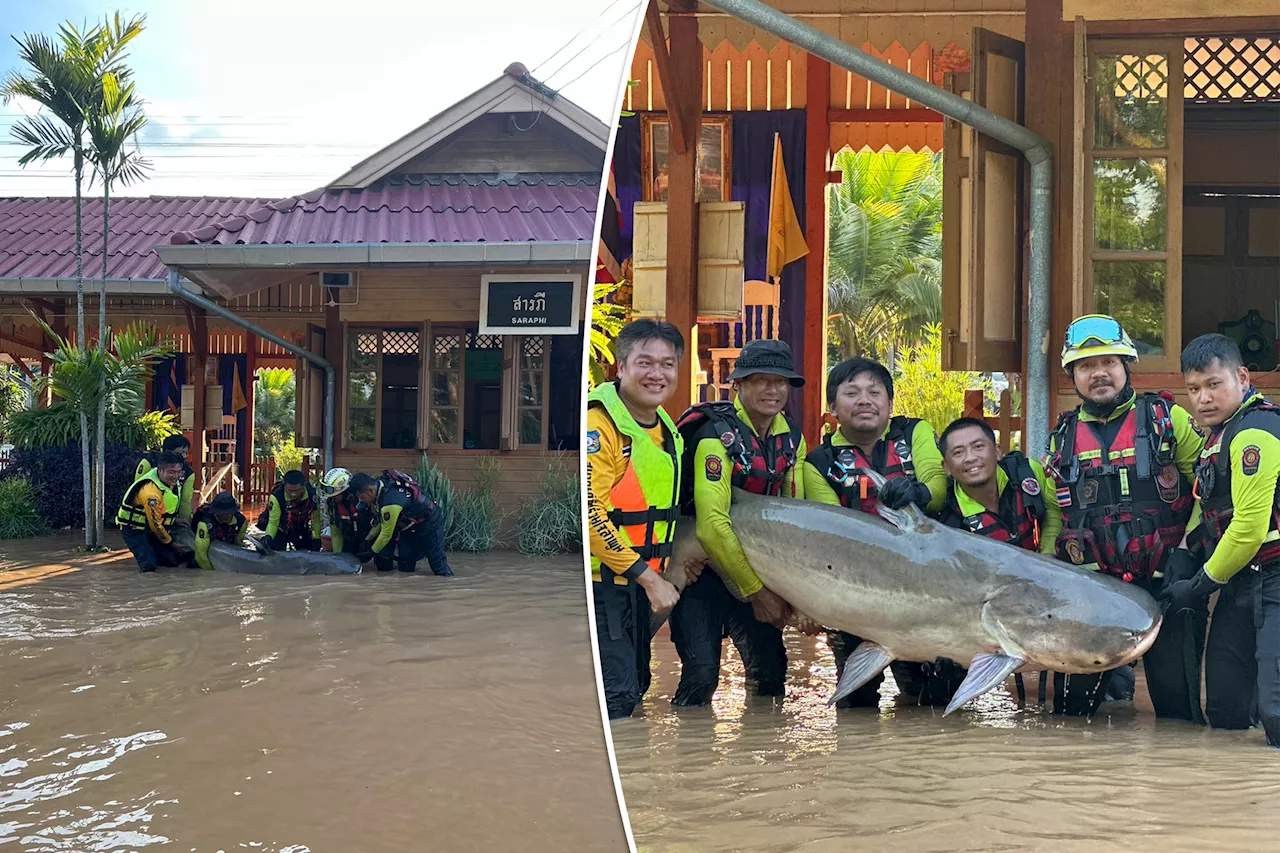 220-pound catfish rescued after getting stuck inside flooded train station