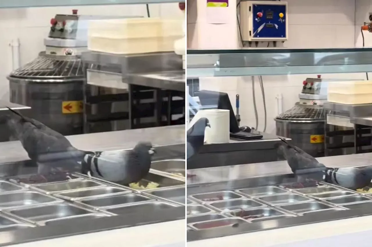 Diners horrified after pigeons spotted feasting on toppings inside pizza chain