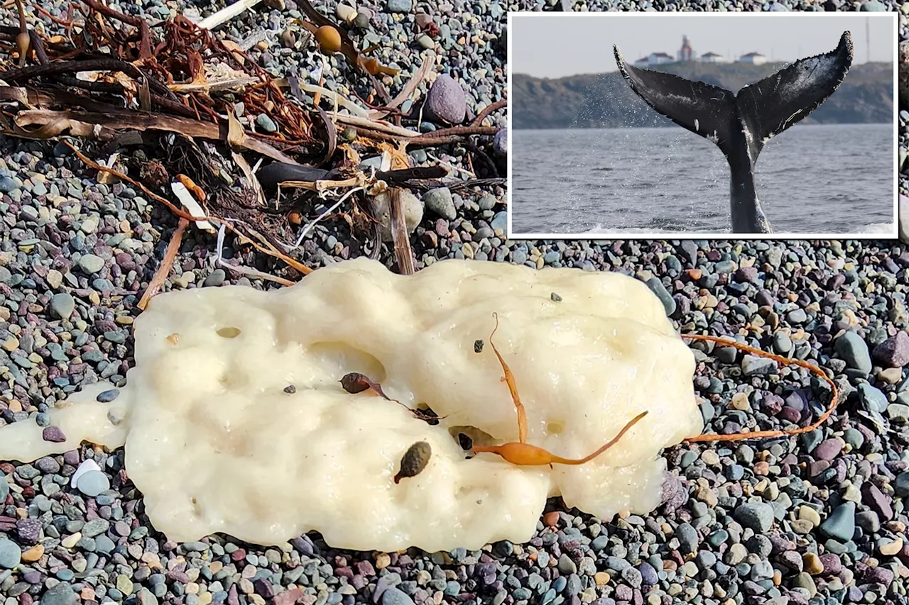 Mysterious white blobs spotted washing up on Newfoundland shores