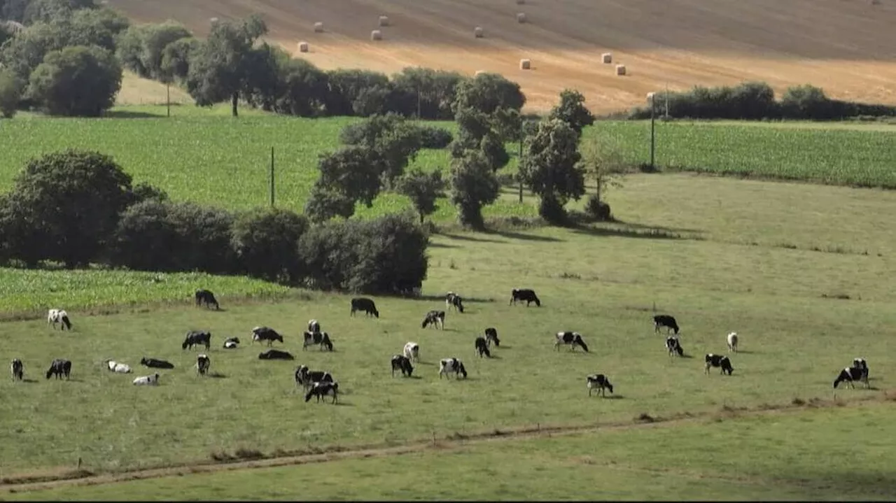 « Vache folle » : retour sur la crise qui a traumatisé la France, ce soir sur France 3