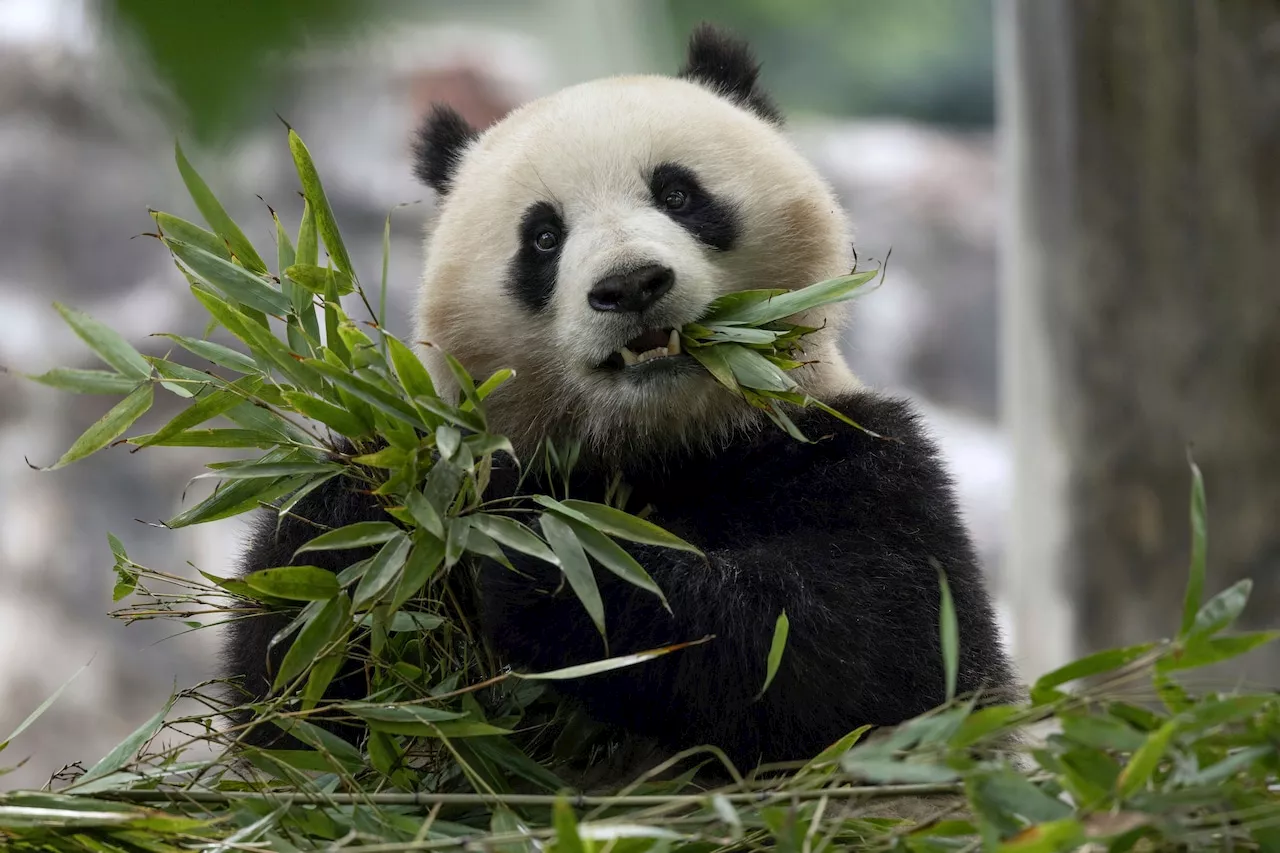 Let the ‘Pandamonium’ begin: A new pair of giant pandas is headed to the National Zoo from China