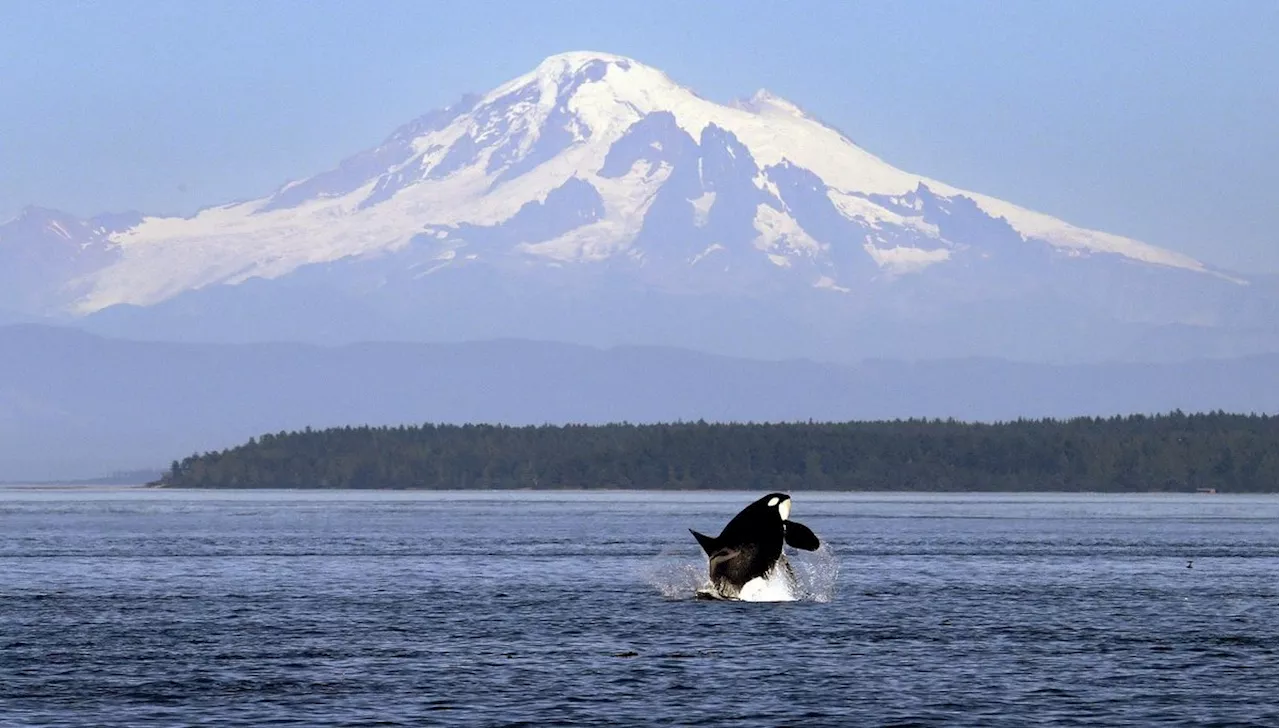 Southern Resident Killer Whales Have Twice The Chinook Salmon Available In Summer