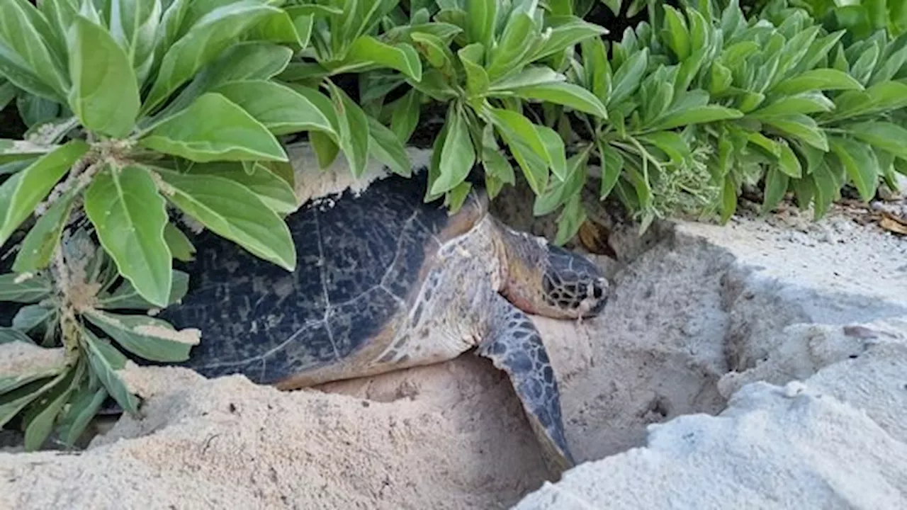 Study reveals fertility insights for turtle and tortoise conservation