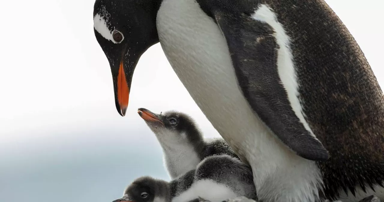 Mehr Schutz für die Antarktis und die Pinguine