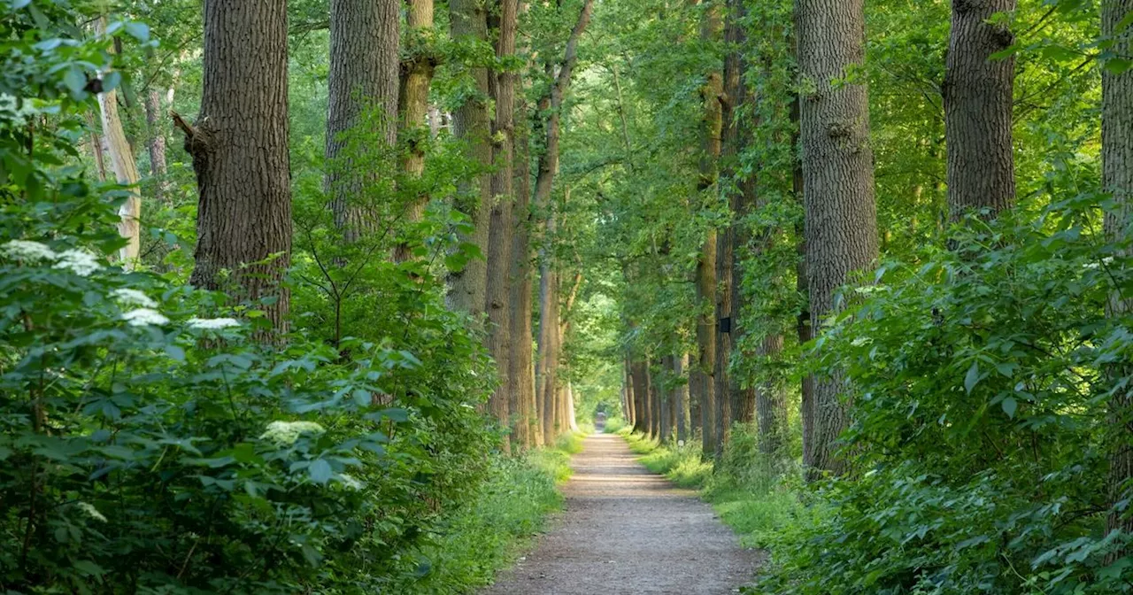 Asserbos krijgt nieuwe bomen na kaalslag door letterzetter