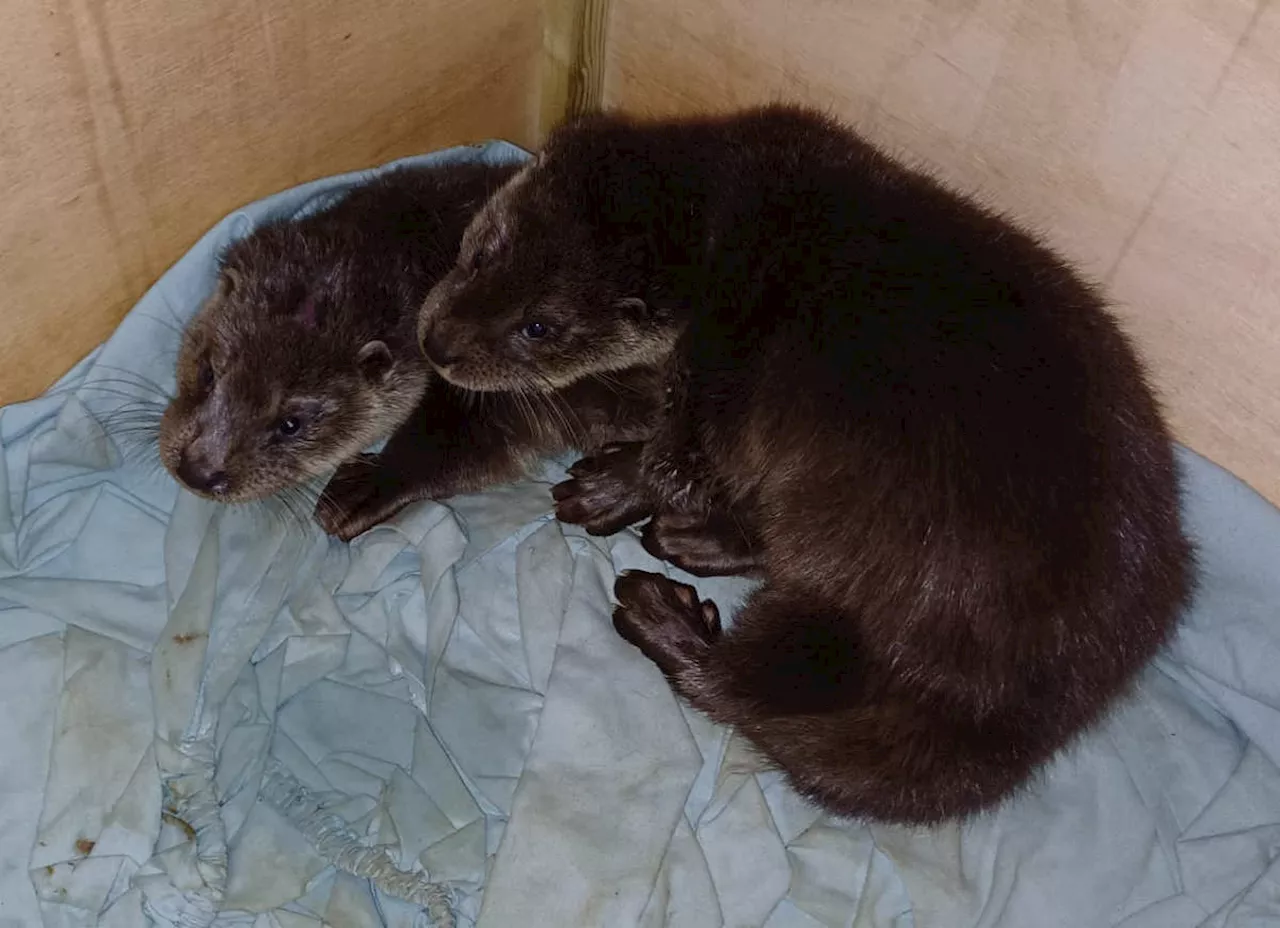 Appeal made after otter cubs found dumped on busy Shropshire roadside