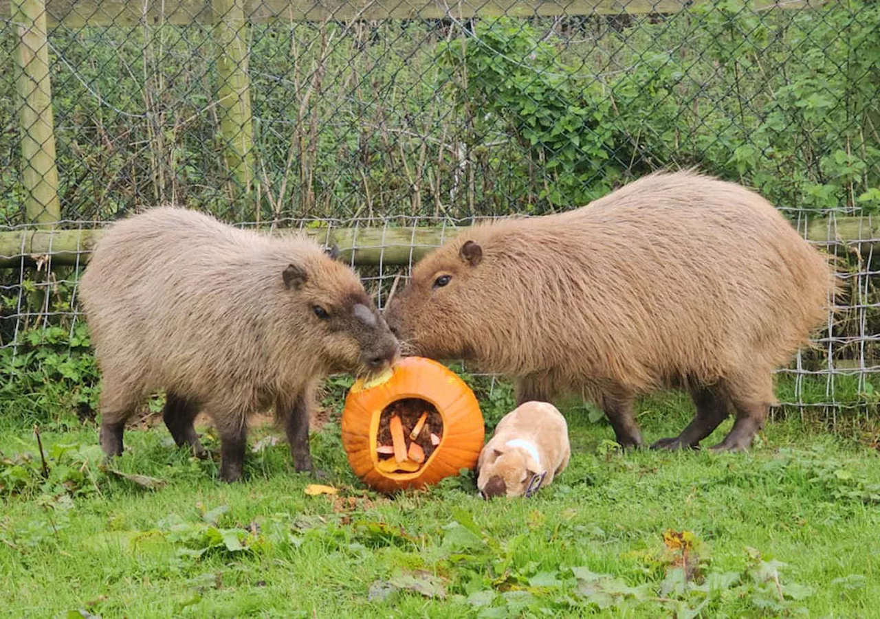 Cinnamon the Capybara celebrates ‘belated’ first birthday at Hoo Zoo and Dinosaur World