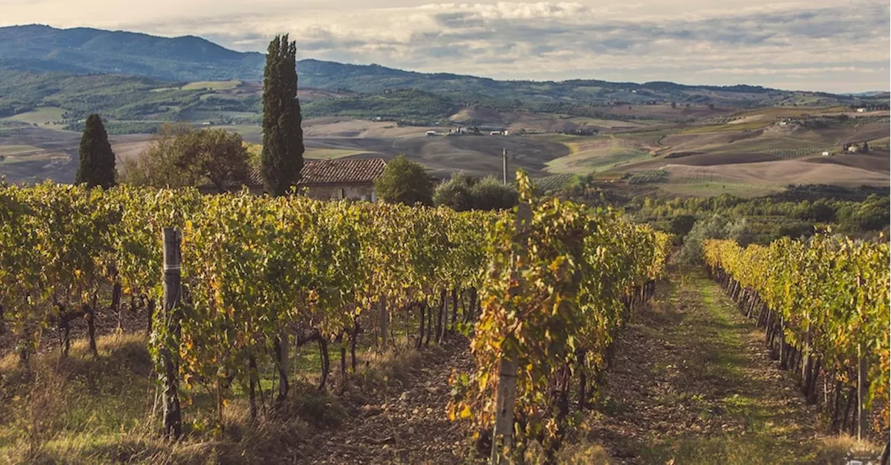 Brunello, un team internazionale di Maestri del vino giudicherà le annate