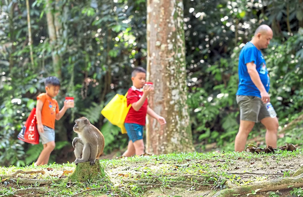 10-year-old Seremban girl injured trying to protect younger siblings from monkey attack