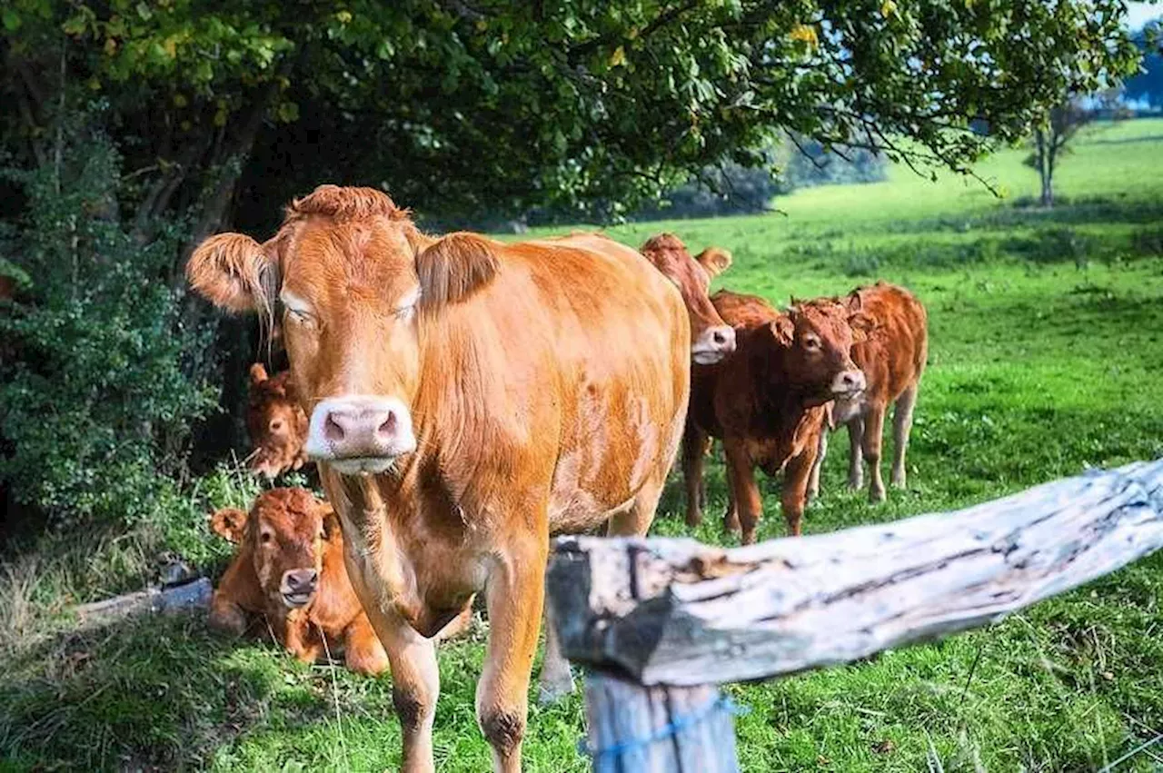 Bags and bovines: Over RM200,000 in cattle and handbags seized at Kelantan border points