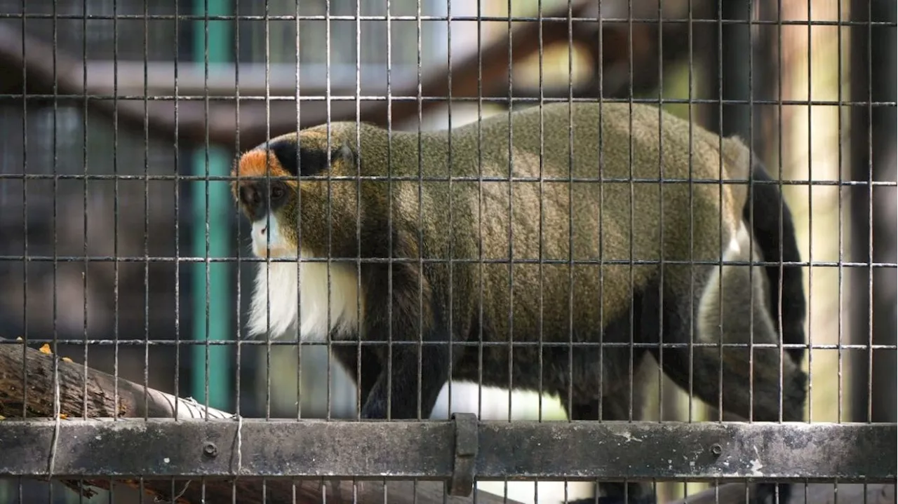 Hong Kong zoo closed after eight animals found dead, necropsy under way