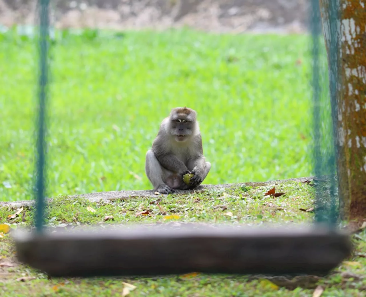 Macaque attack: Perhilitan captures monkey that wounded 10-year-old girl in Seremban