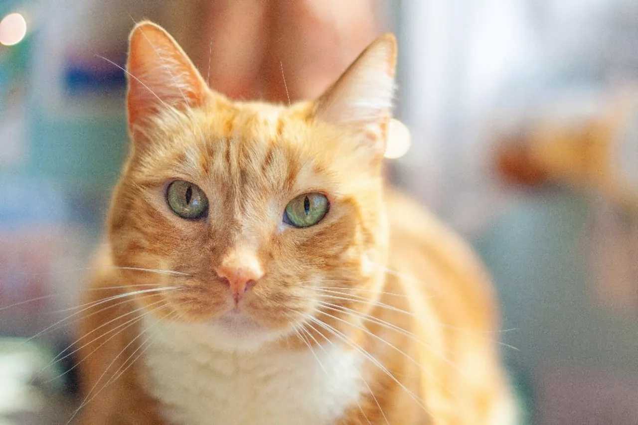 QuickCheck: Is it true that most orange cats are male?