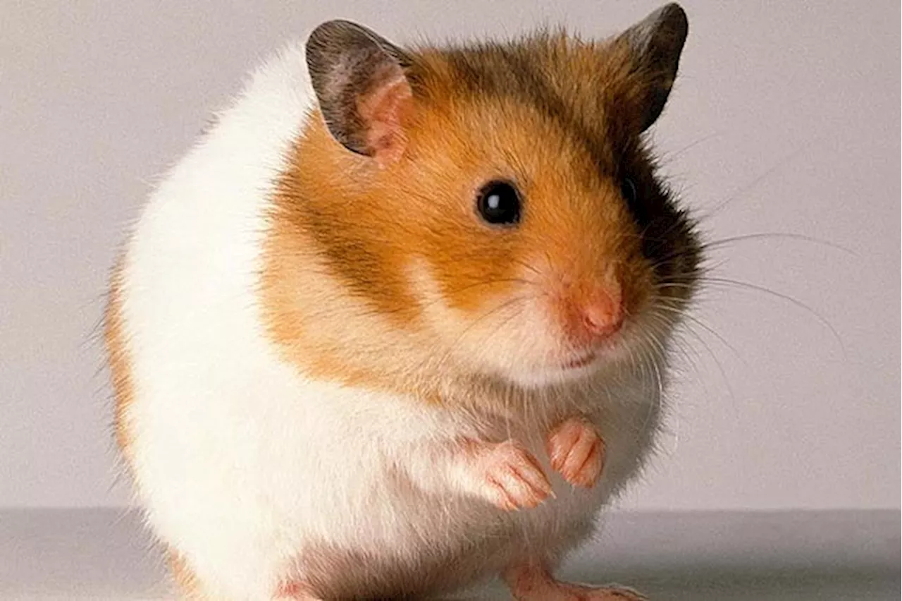 Mum-of-two, 38, collapses and dies after being attacked by pet HAMSTER in her home...