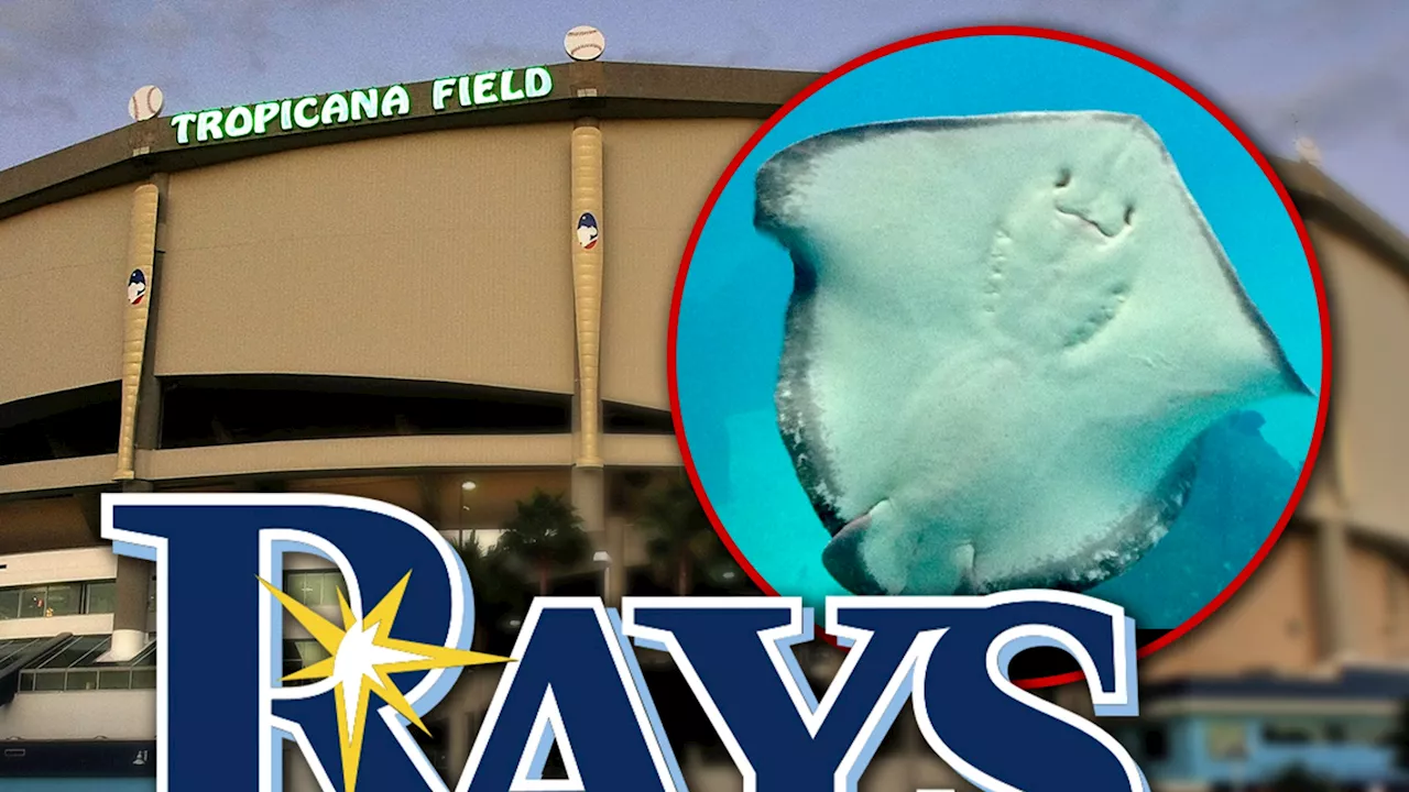 Tampa Bay Rays' Stingrays Moved Back To Florida Aquarium After Hurricane Milton