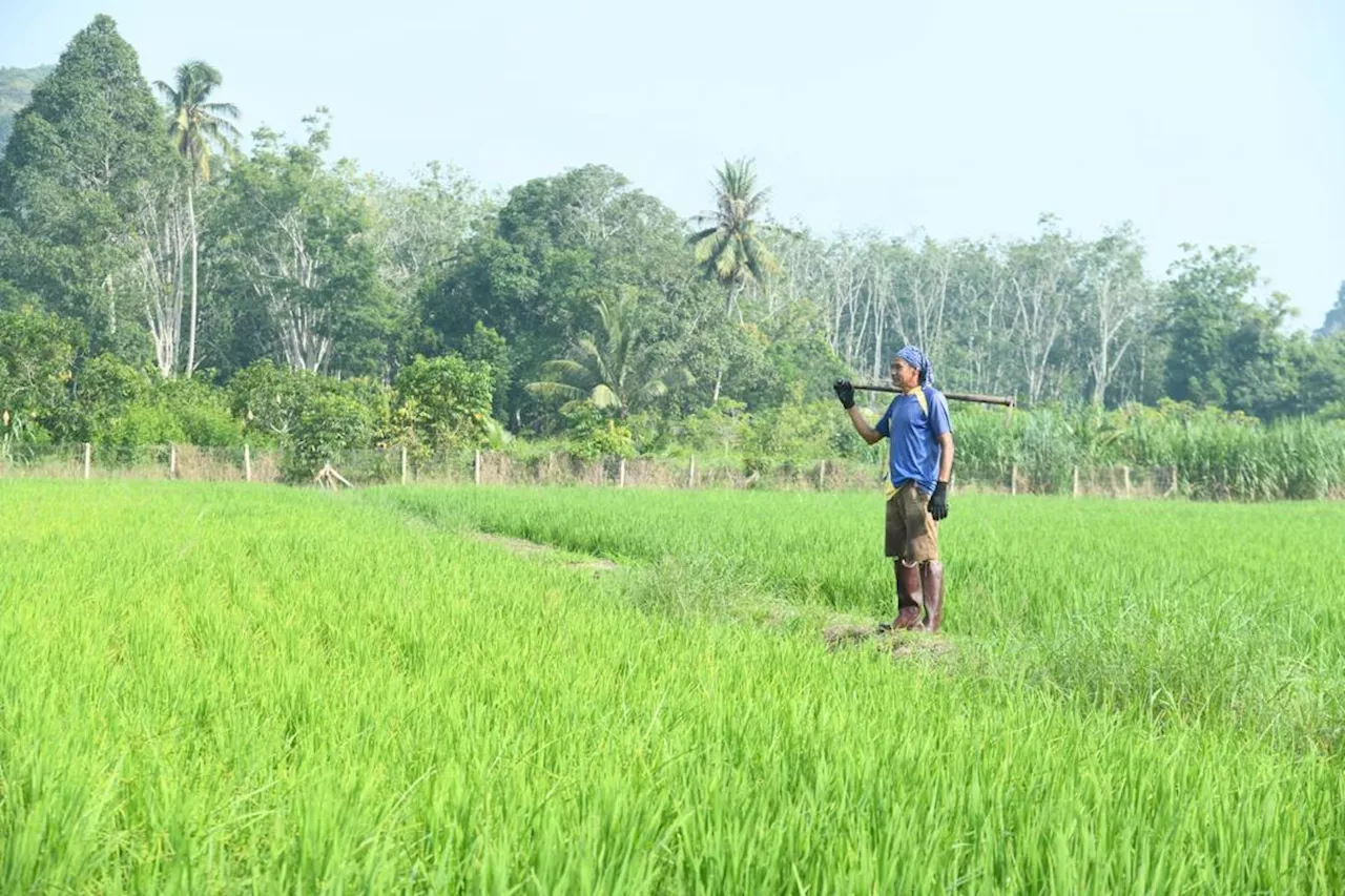 Malaysian Paddy Farmers Face Potential 20% Income Drop Amidst Falling Rice Prices