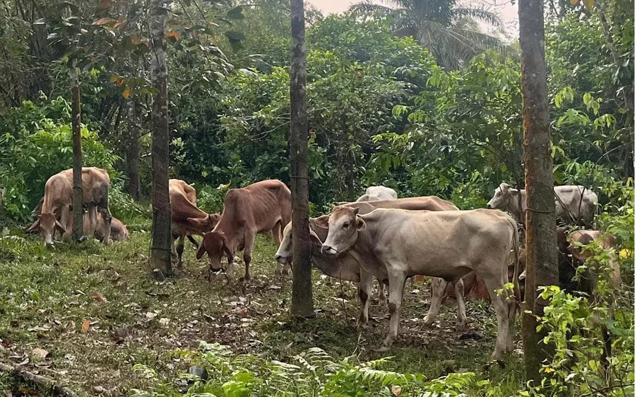 Penyeludup lari tinggalkan lembu RM130,000 di tebing Sungai Golok