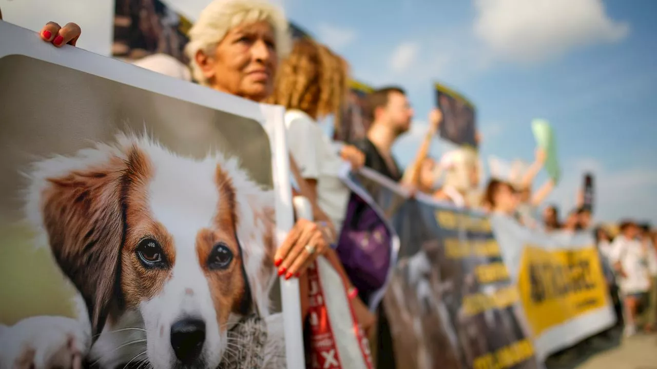 Nach Gesetzesänderung: Wieder Tierheim-Skandal in der Türkei