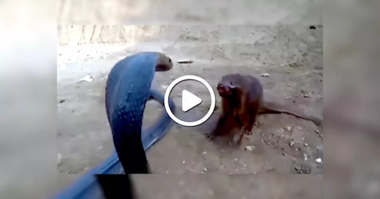 King Cobra Mongoose Fight: तुझ जैसा किंग कोबरा क्या बिगाड़ेगा मेरा... जब नेवले ने खतरनाक सांप को दिखाई औकात