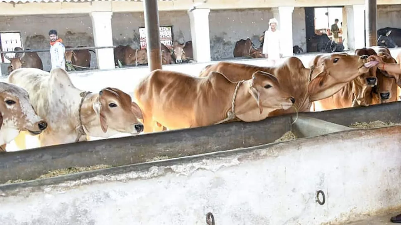 UP Ministers Bizarre Claim: ‘Cleaning, Lying In Cowshed Can Cure Cancer’