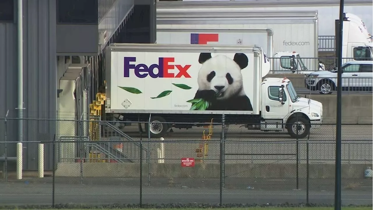 PANDA WATCH: New National Zoo panda pair, Bao Li and Qing Bao, arrive in DC