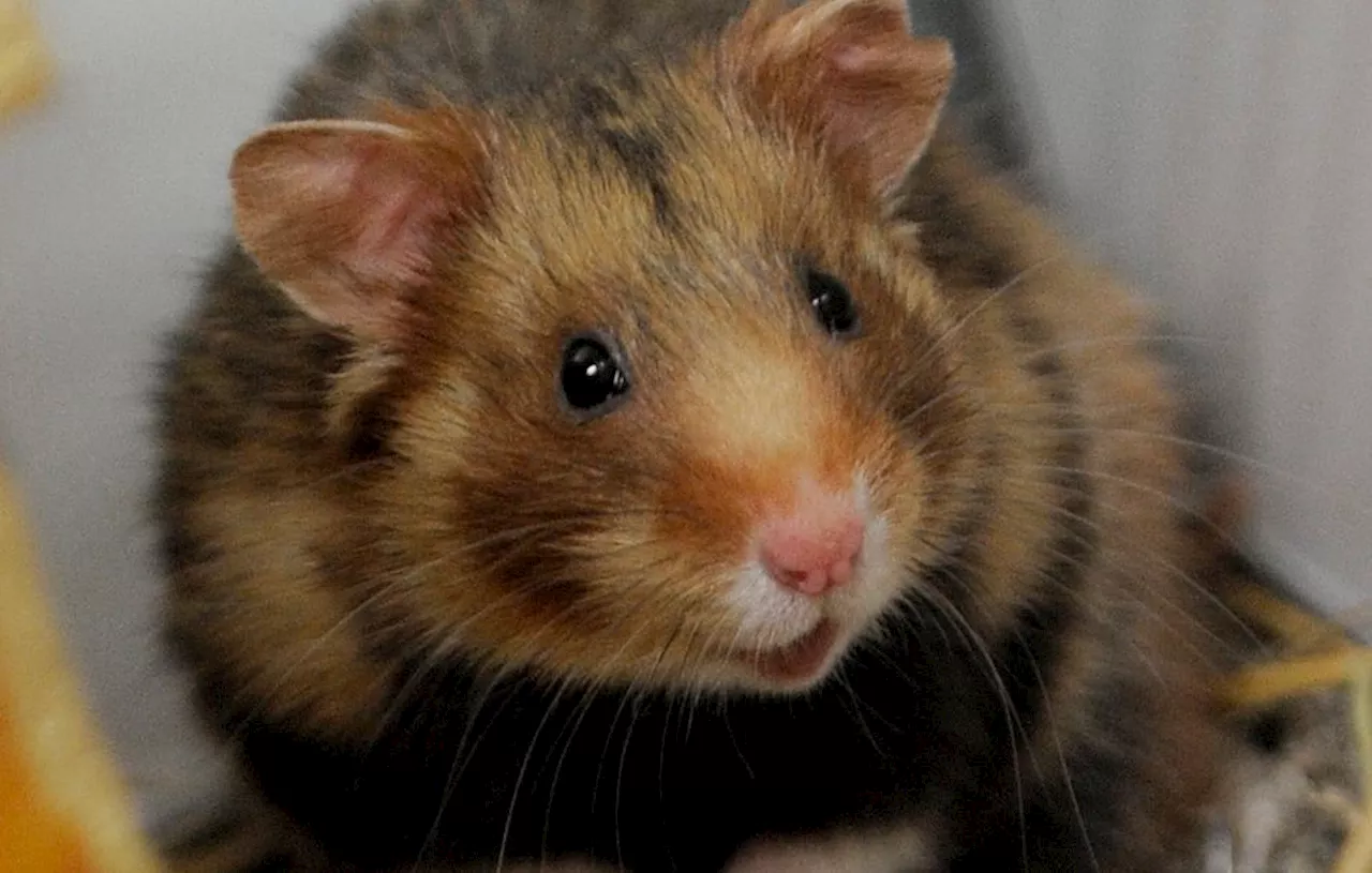 Espagne : Une mère de famille meurt après avoir été mordue par son hamster