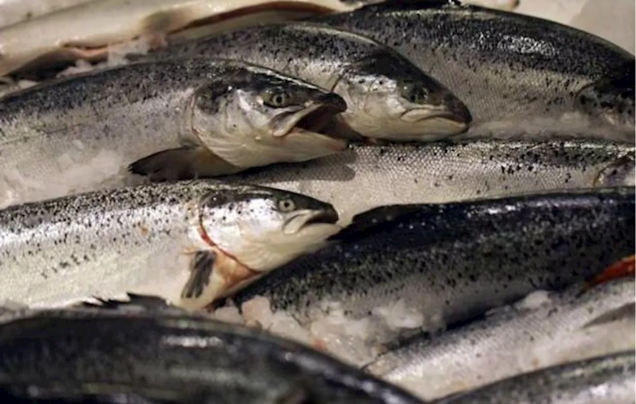 Salmonelle : Des filets de truite rose rappelés dans toute la France