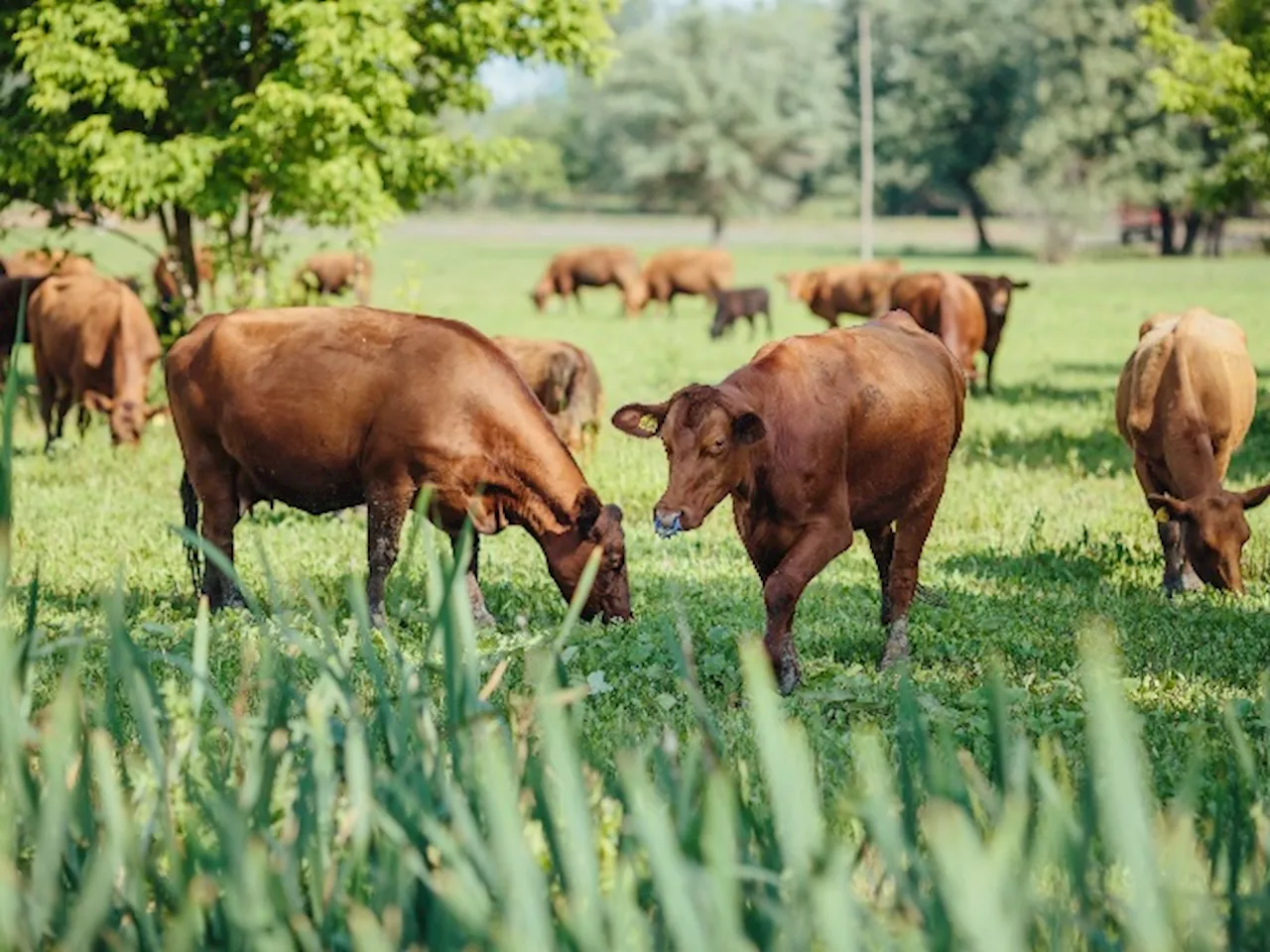 Woman Shares Tragic Final Moment With Mom, Sending Photo Of Cows Before Being Fatally Trampled