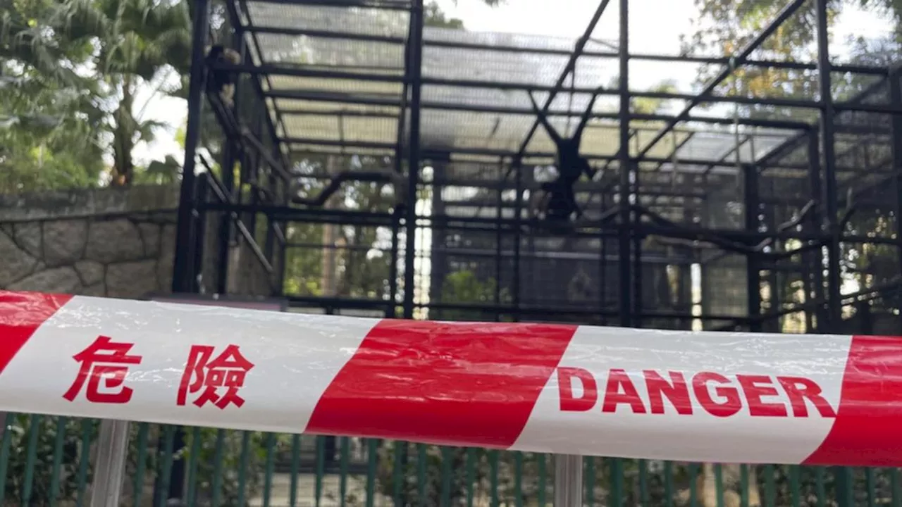 Hong Kong’s oldest zoo investigates monkey deaths as medical mystery surrounds loss of endangered species