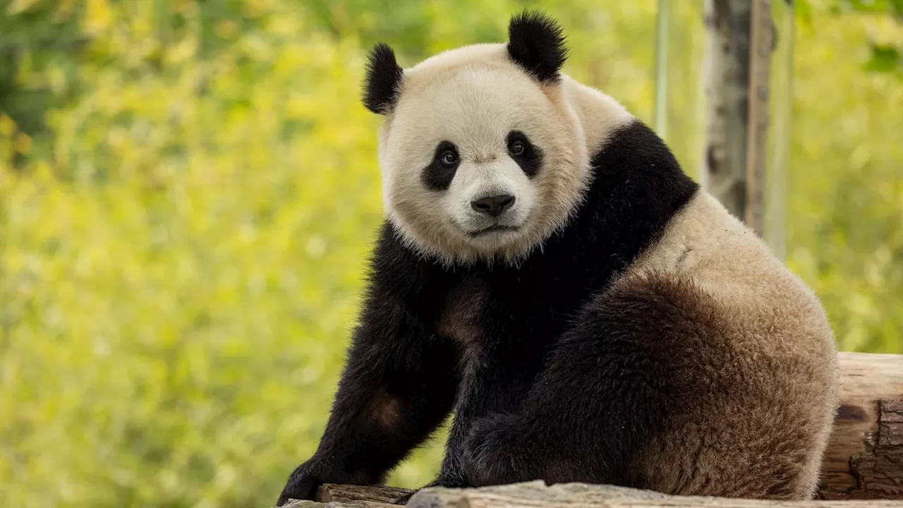 2 giant pandas headed from China to the National Zoo in Washington DC