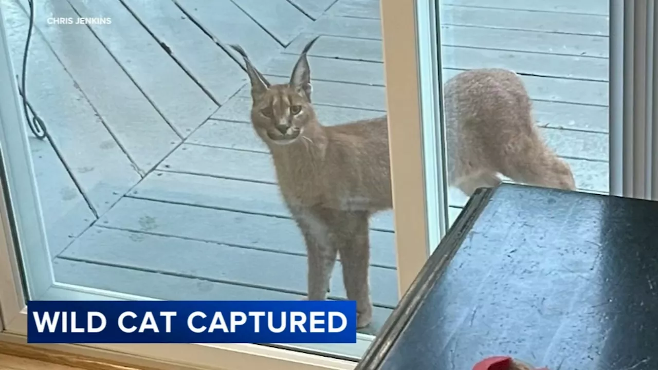 Large endangered cat found after Hoffman Estates police search