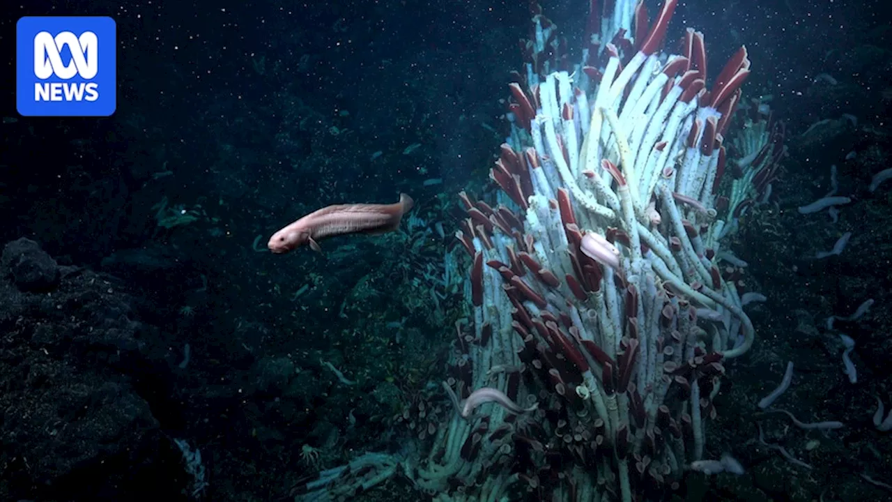 Animals found living under the sea floor for the first time include worms and snails