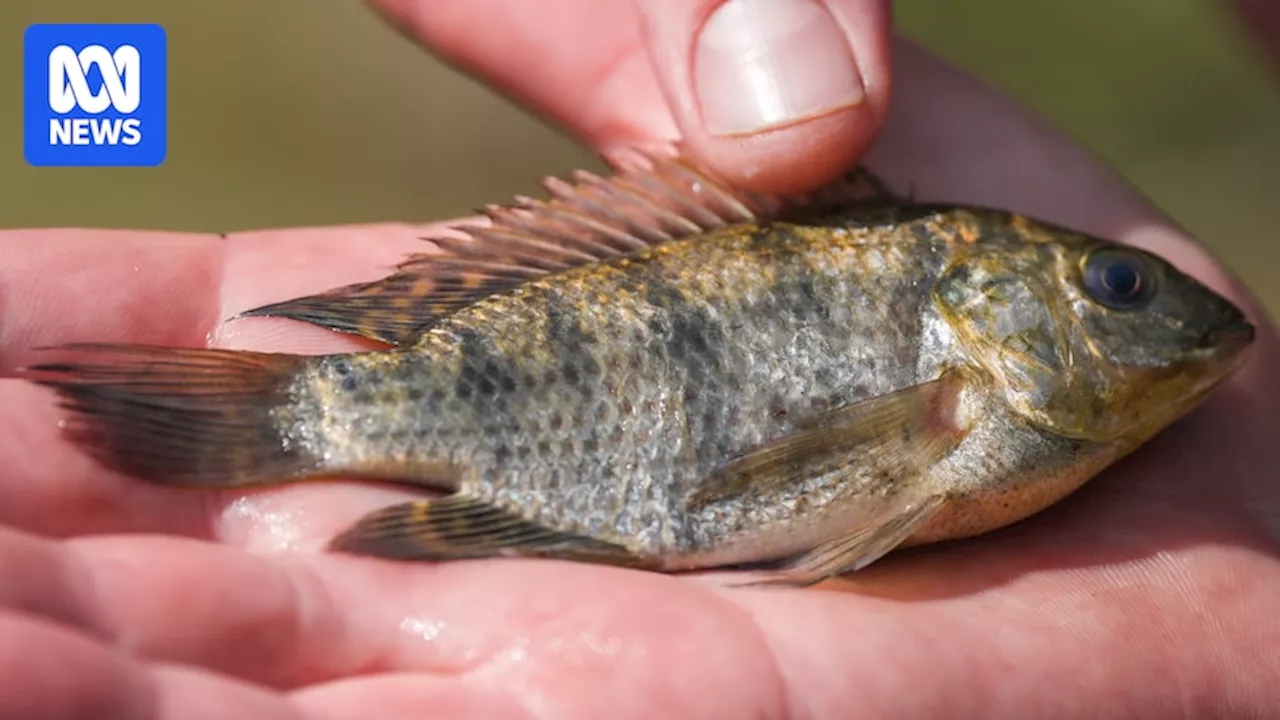 Conservationists plan to turn invasive fish tilapia into fertiliser to revegetate Mary River