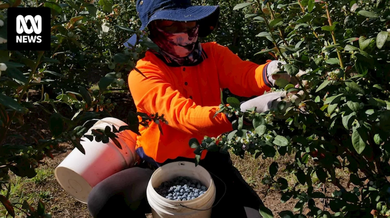 NSW inquiry to probe modern slavery risk for regional migrant workers