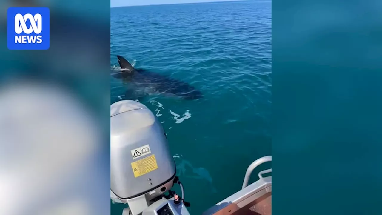 Rare great white shark sighting in WA spurs call for better understanding of enigmatic species